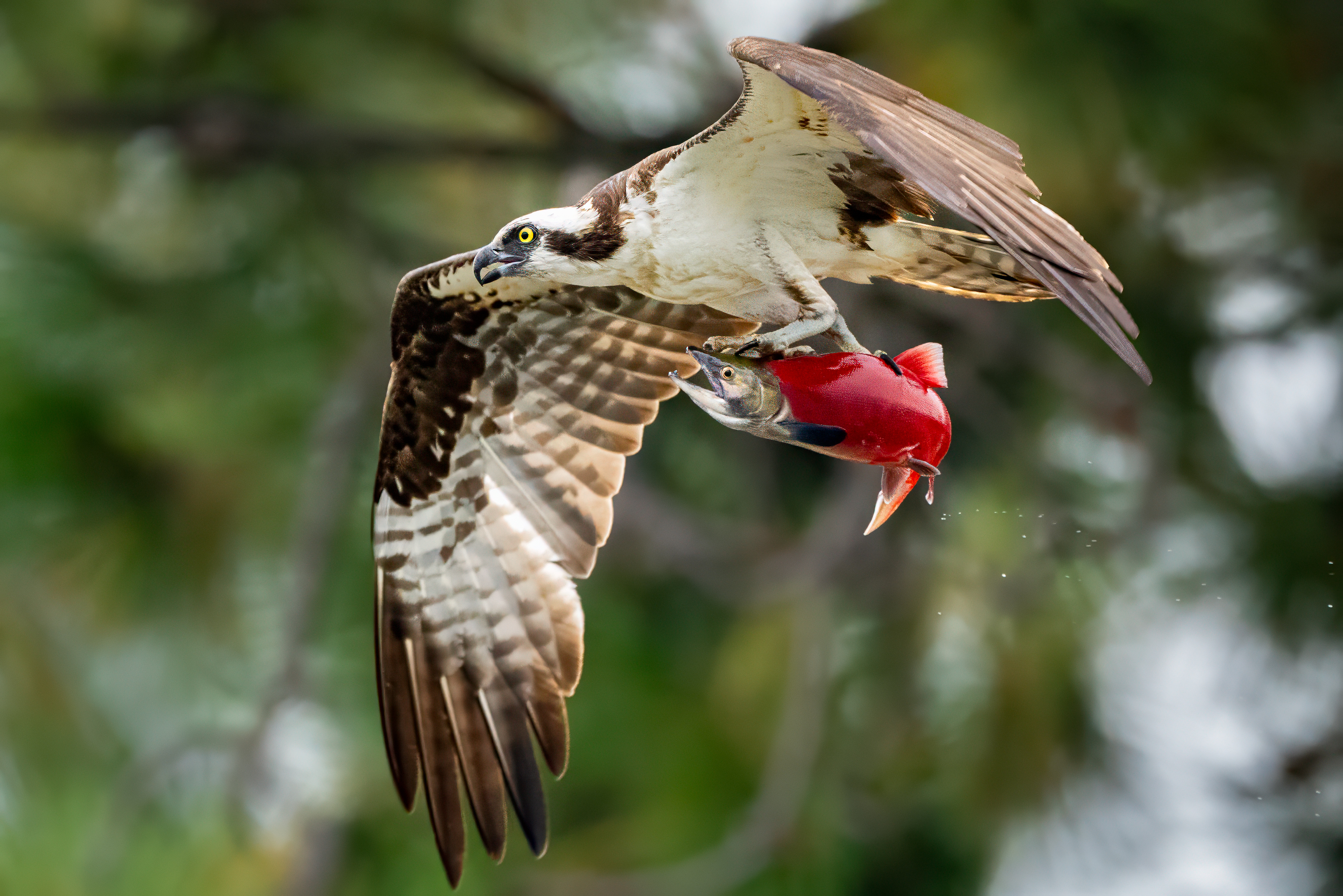 Balbuzard pêcheur et Saumon atlantique